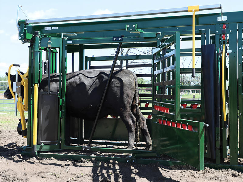 The evolution of cattle chutes